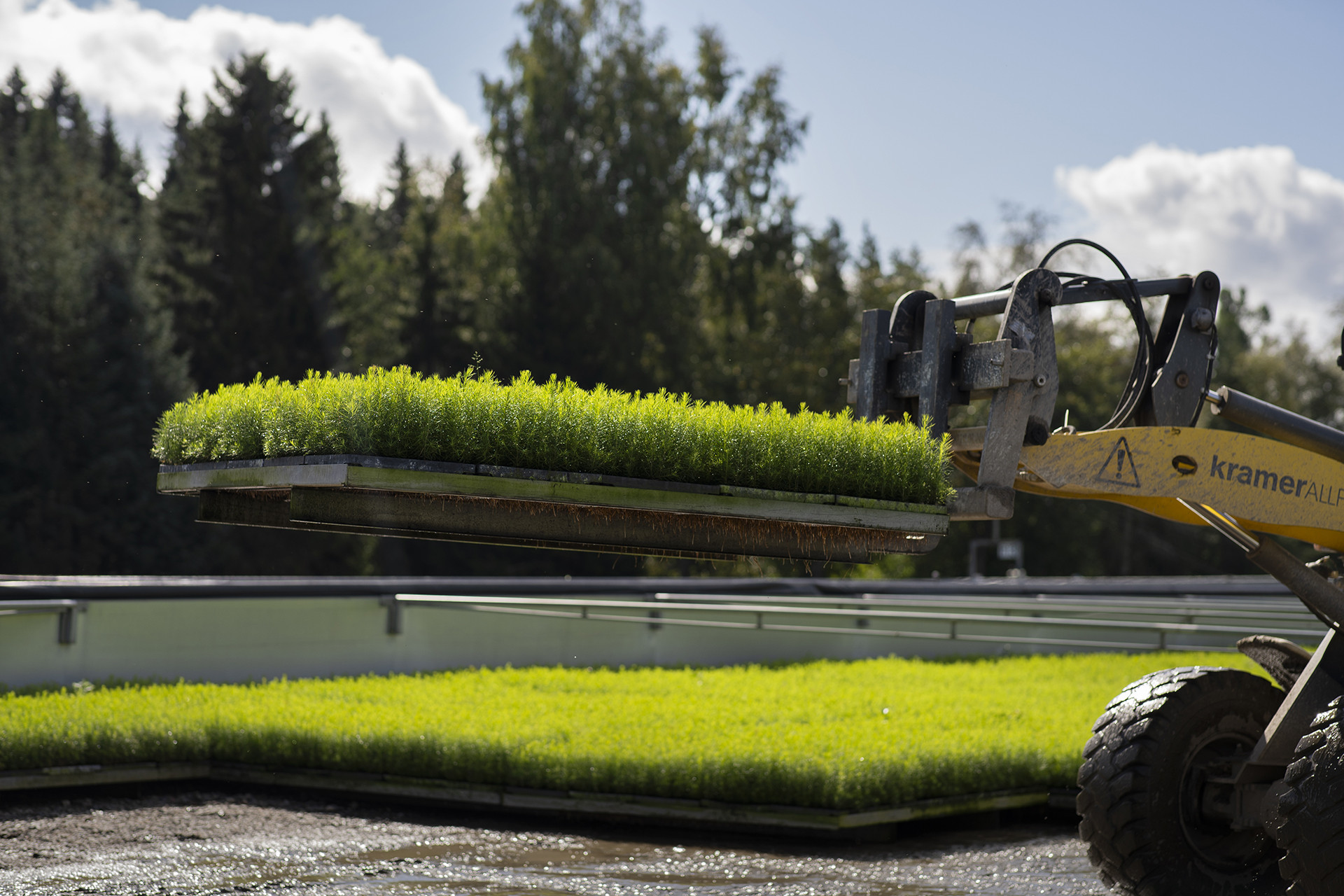 Mellanå Plant kesäistutus