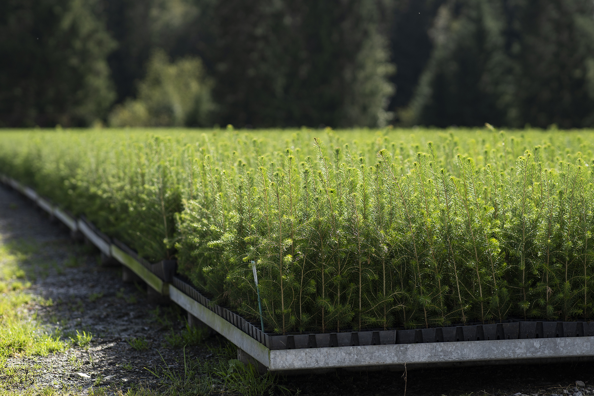 Mellanå Plant syysistutus