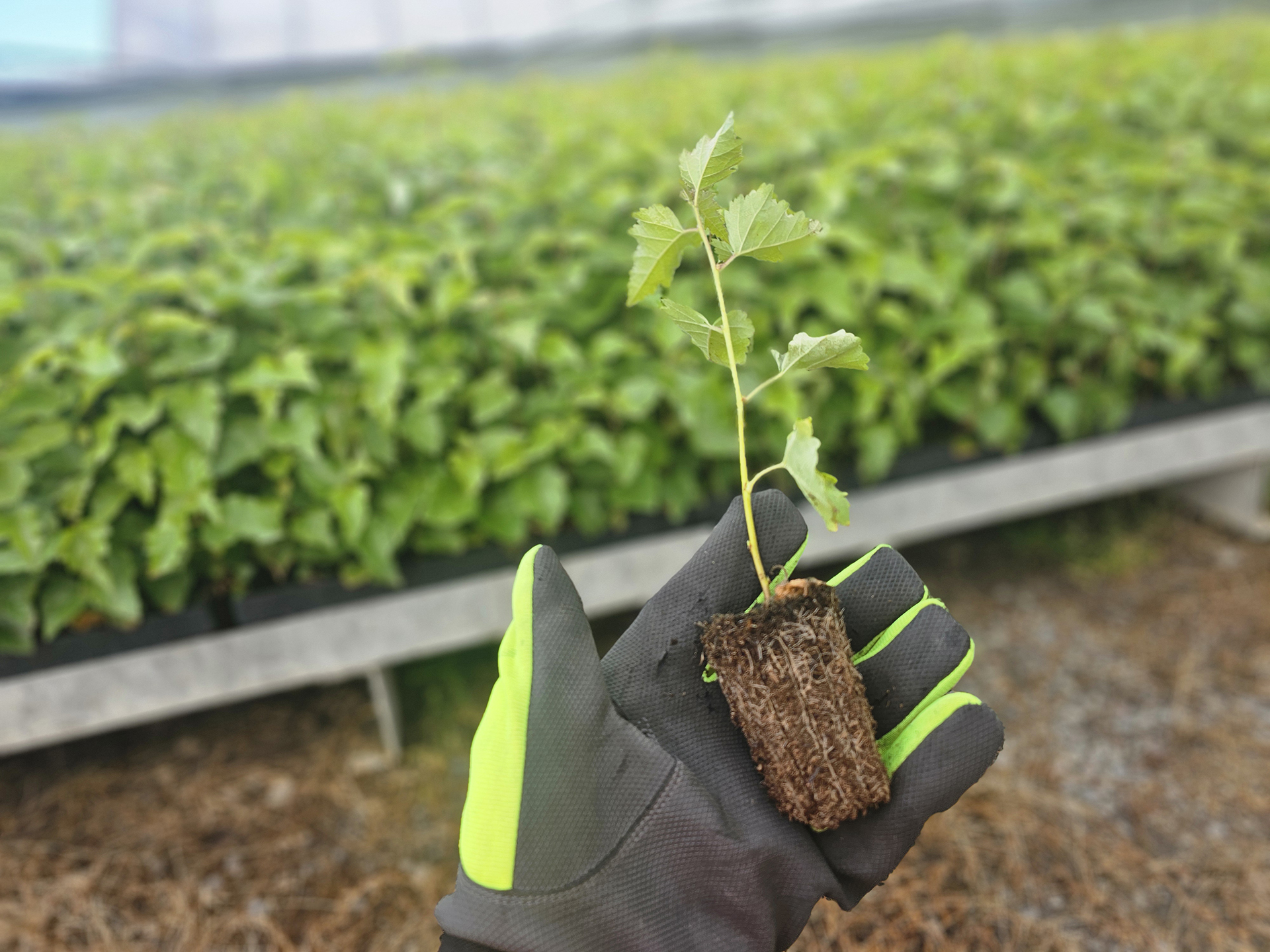 Mellanå Plant taimet